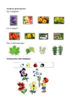 Prezentācija 'Augu pasaule, burtnīca pirmsskolai', 14.