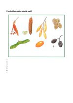 Prezentācija 'Augu pasaule, burtnīca pirmsskolai', 15.