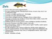 Prezentācija 'Zivis', 2.