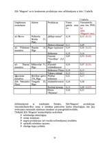 Biznesa plāns 'SIA "Magone"', 20.