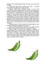 Referāts 'Pupiņas', 5.