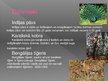 Prezentācija 'Indija', 11.