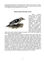 Referāts 'Latvijas dzeņi', 5.