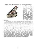 Referāts 'Latvijas dzeņi', 6.