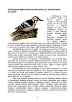 Referāts 'Latvijas dzeņi', 7.