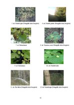 Referāts 'Meža analīze', 33.