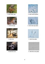 Referāts 'Meža analīze', 38.