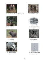 Referāts 'Meža analīze', 39.