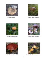 Referāts 'Meža analīze', 44.