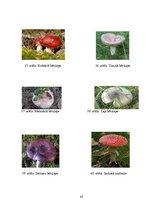 Referāts 'Meža analīze', 45.