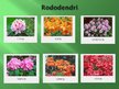 Prezentācija 'Latvijas Universitātes rododendru selekcijas un izmēģinājumu audzētava "Babīte"', 4.