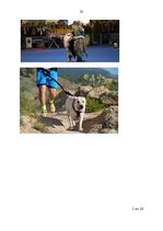 Referāts 'Draugs uz četrām ķepām', 15.