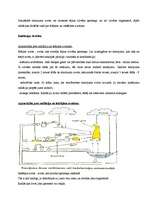 Referāts 'Radiācija', 4.