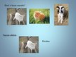 Prezentācija 'Nodarbība par mājdzīvniekiem pirmsskolā', 20.
