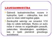 Prezentācija 'Zviedrija', 13.