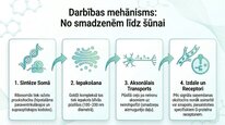 Prezentācija 'Oksitocīns', 5.
