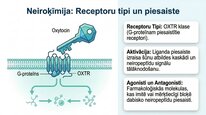 Prezentācija 'Oksitocīns', 15.