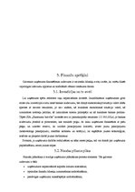 Biznesa plāns 'SIA "Skaistuma burvība"', 32.