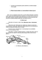 Referāts 'Plakanā pēda - tās iemesli, profilakse un ārstēšana', 5.