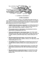Referāts 'Plakanā pēda - tās iemesli, profilakse un ārstēšana', 6.