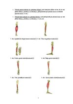 Referāts 'Plakanā pēda - tās iemesli, profilakse un ārstēšana', 7.