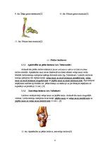 Referāts 'Plakanā pēda - tās iemesli, profilakse un ārstēšana', 8.