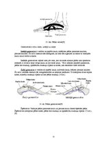 Referāts 'Plakanā pēda - tās iemesli, profilakse un ārstēšana', 11.