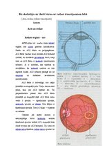 Konspekts 'Ko skolotājs var darīt bērnu ar redzes traucējumiem labā', 1.
