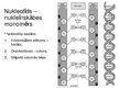 Prezentācija 'Prezentācija par nuklenīnskābi un adenozīntrifosfātu', 6.