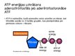 Prezentācija 'Prezentācija par nuklenīnskābi un adenozīntrifosfātu', 16.