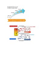 Konspekts 'Prokalcitonīns', 1.