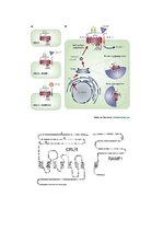 Konspekts 'Prokalcitonīns', 3.