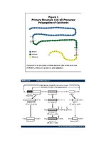 Konspekts 'Prokalcitonīns', 4.
