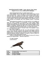 Konspekts 'Radošais rakstu darbs - dzeguzes precību sludinājums', 1.