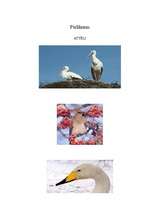 Referāts 'Putni', 9.