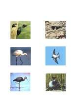 Referāts 'Putni', 10.