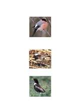 Referāts 'Putni', 11.