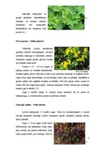 Referāts 'Meža lakstaugu pielietošana apstādījumos', 9.