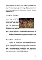 Referāts 'Meža lakstaugu pielietošana apstādījumos', 10.