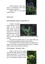 Referāts 'Meža lakstaugu pielietošana apstādījumos', 11.