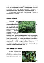 Referāts 'Meža lakstaugu pielietošana apstādījumos', 12.