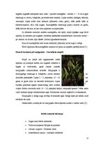 Referāts 'Meža lakstaugu pielietošana apstādījumos', 13.