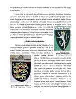 Referāts 'Balkānu heraldika: Bulgārijas un Serbijas piemēri', 6.