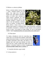 Referāts 'Invazīvās sugas Latvijā un pasaulē', 7.