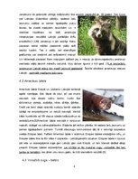 Referāts 'Invazīvās sugas Latvijā un pasaulē', 8.