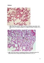 Referāts 'Kolokvija kļūdu labojums', 17.