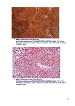 Referāts 'Kolokvija kļūdu labojums', 20.