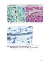 Referāts 'Kolokvija kļūdu labojums', 21.