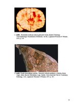 Referāts 'Kolokvija kļūdu labojums', 22.