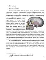 Konspekts 'Anatomija - galvaskauss, kauli, muskuļi', 4.